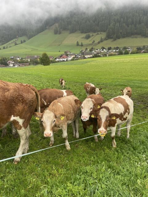 Bio-Fleckvieh Kalbinen