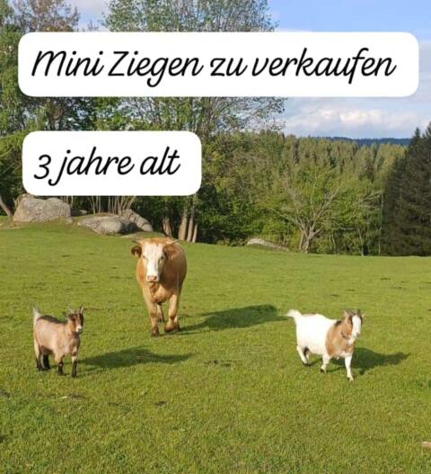 Vergeben unsere Mini-Ziegen