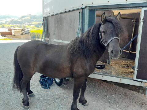 Shetty Pony