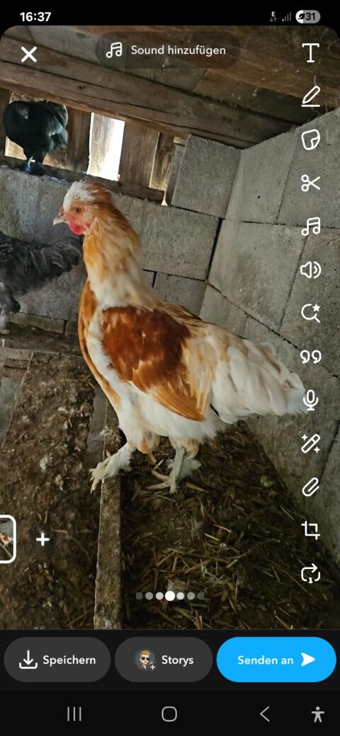 Hahn