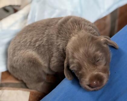Weimaranerwelpen (Langhaar)