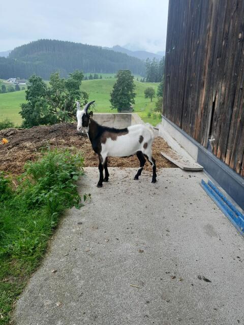 Tauernschecken Bock