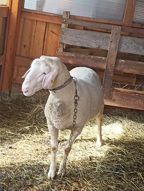 Verkaufe Merino-Widder