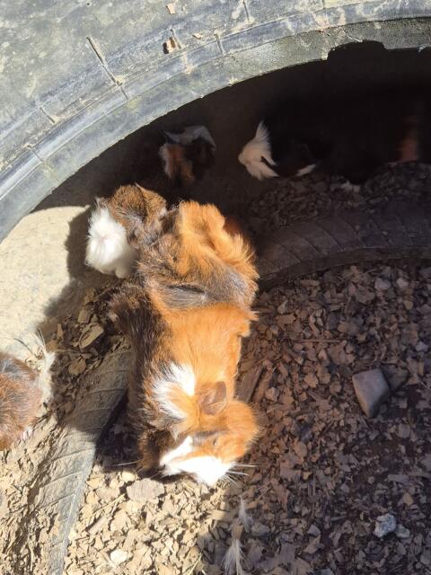 Meerschweinchen