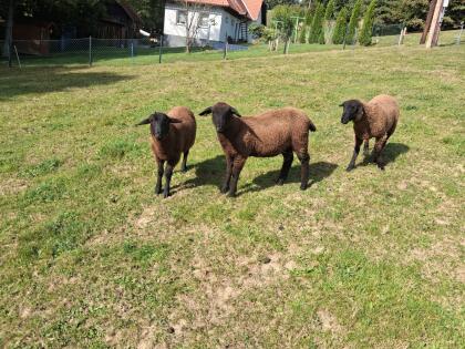 Jura Widder