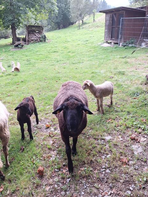 Jura Widder