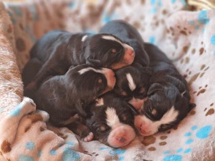 Swissydog-Welpen