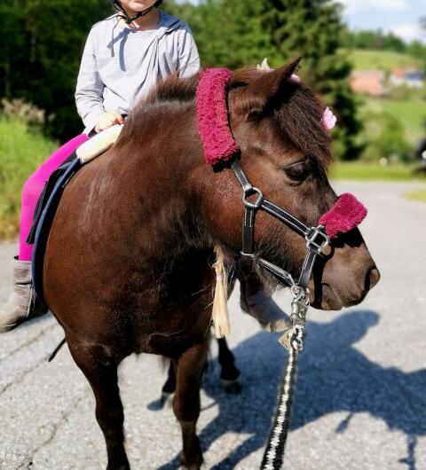 Liebenswerte Ponystute mit großem Herz