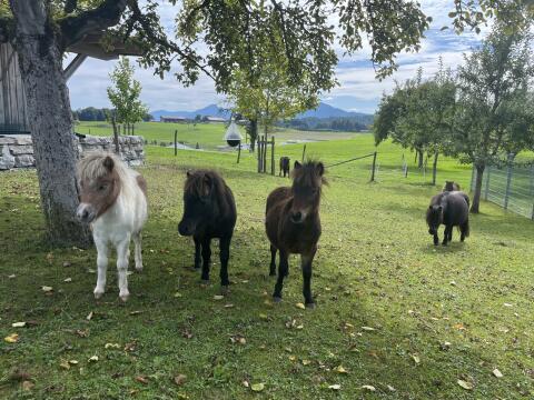 Original Mini Shetlandpony Stutfohlen