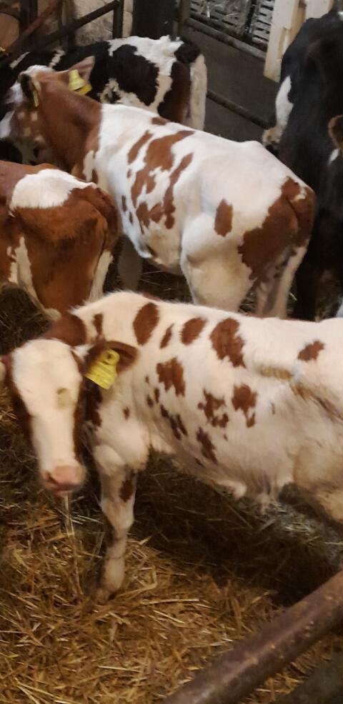 Kalb