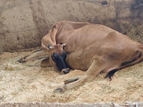 Trächtige ältere Jerseykuh in Milch