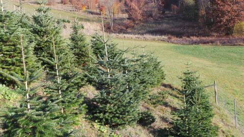 Christbäume Nordmanntannen verschiedene Größen