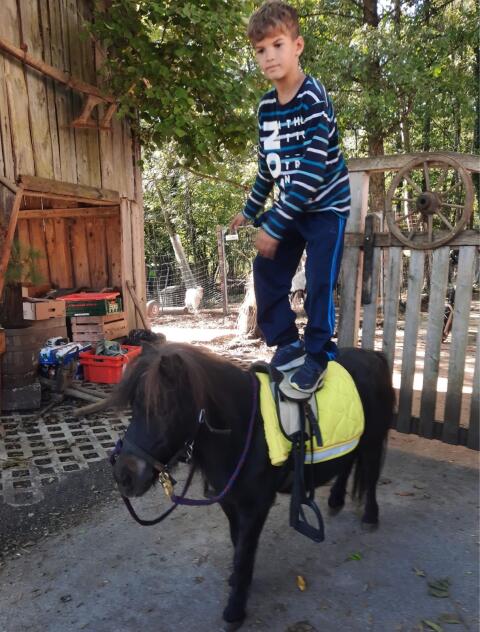 Super liebes Beistellpony (Stute)