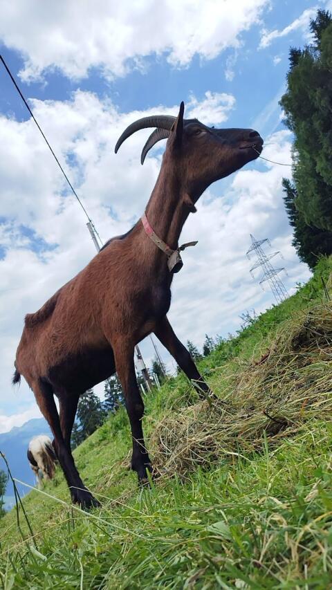 GGZ Bock