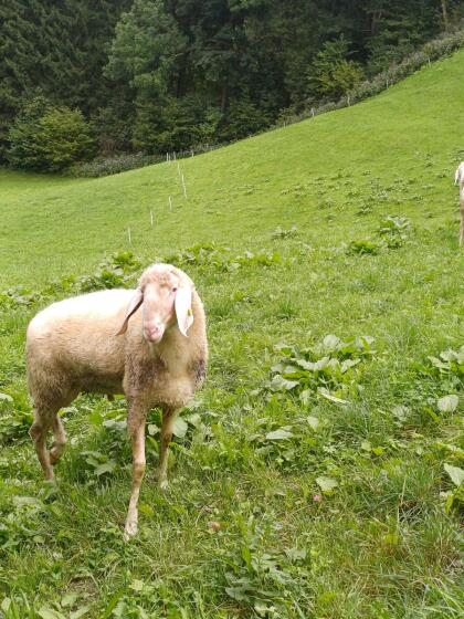 Bergschaf-Widder