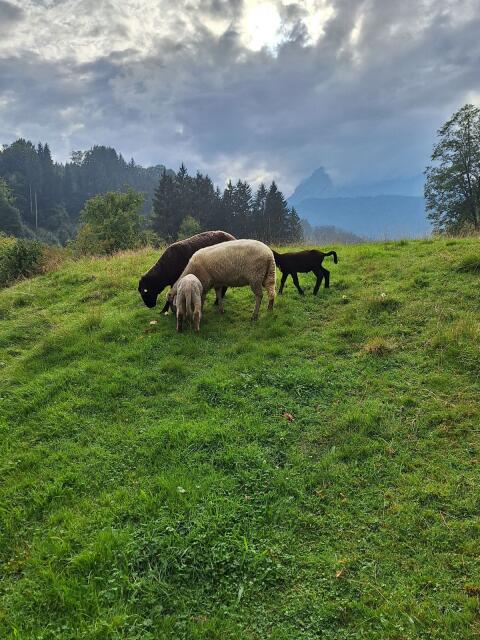 Mutterschaf mit 2 Lämmern
