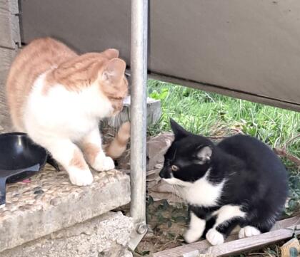 Katzen