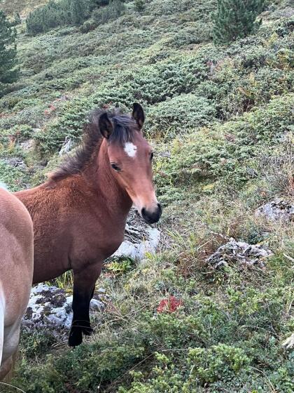 Haflinger x Araber Stutfohlen