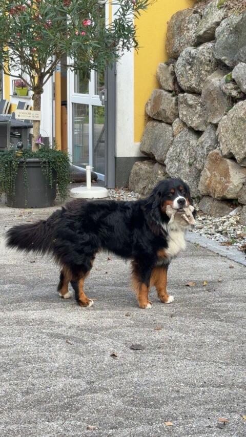 Deckrüde