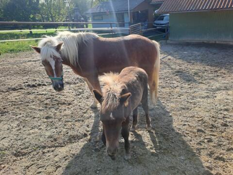 Haflinger Stute zu Verkaufen!