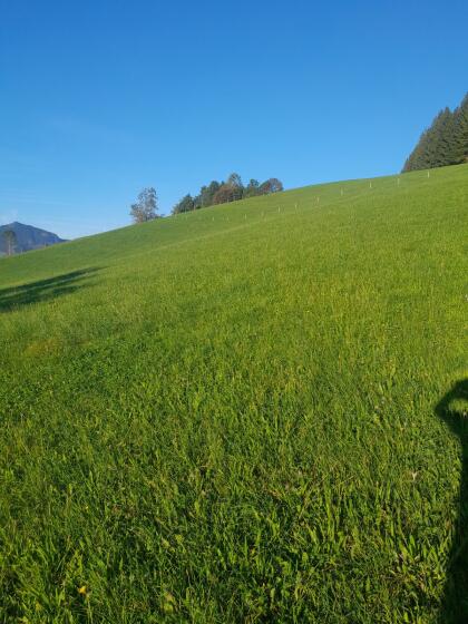 Grünland zum Verpachten
