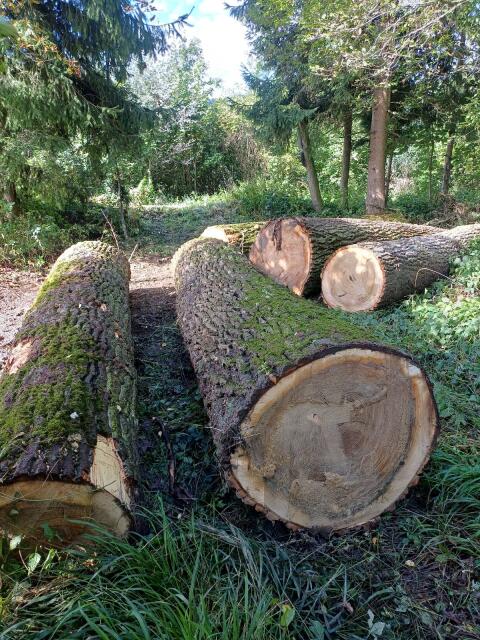 Blochholz