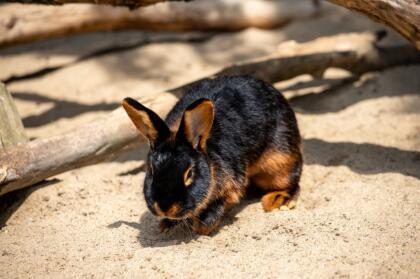 Lohkaninchen