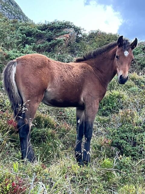 Haflinger x Araber Stutfohlen