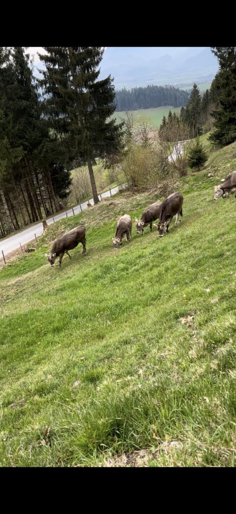 Suche Einstellplatz, Futterplatz