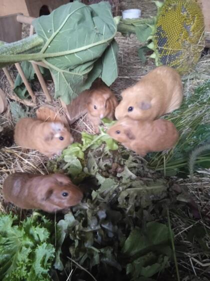 Meerschweinchen