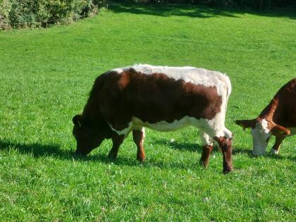 Verkaufe männliche und weibliche Fresser