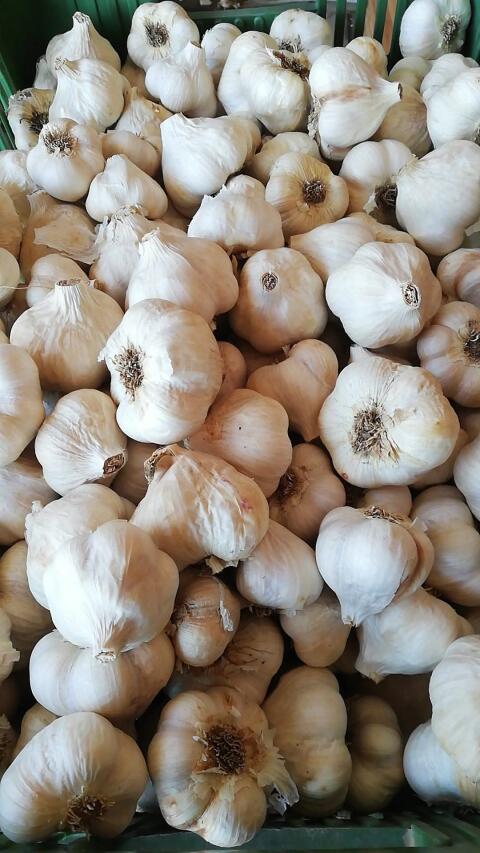 Knoblauch