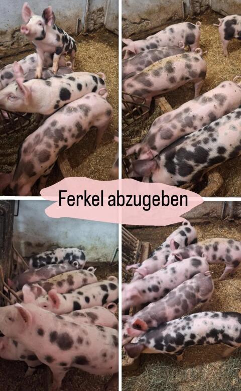 Ferkel