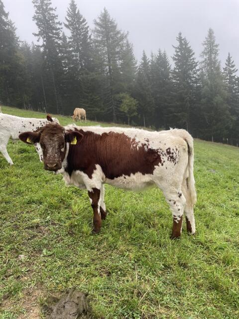 Pustertaler Sprinzen Kalbin