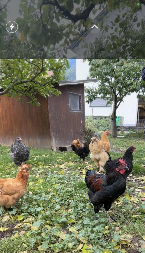 Marans Mix Hahn & Showgirl Hahn