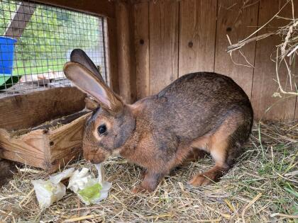 Hasenkaninchen