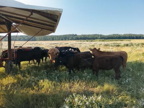 Bio Angus Kalbinnen abzugeben