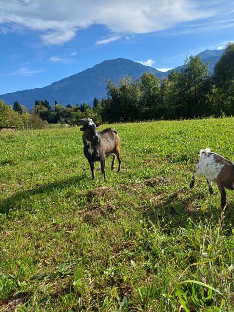 Zwergziegenbock
