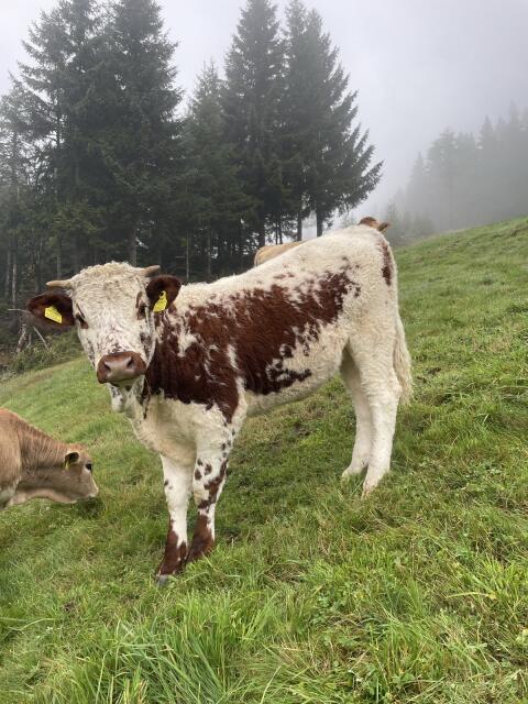 Pustertaler Sprinzen Kalbin