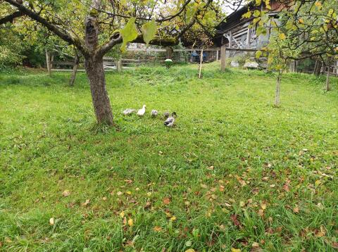 Verkaufe Laufenten, ein Erpel und eine Ente