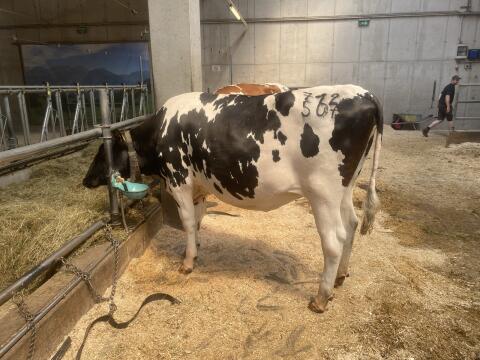 Verkaufe trächtige Holsteinkalbinnen