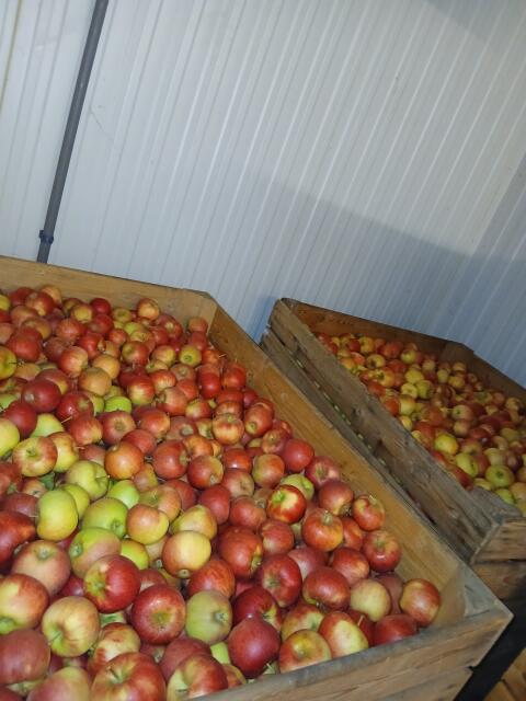 Äpfel Elstar