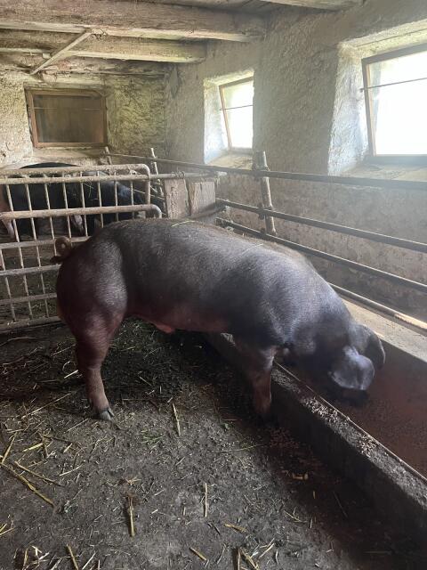 Duroc Jungeber