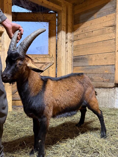 Aosta Bockkitz