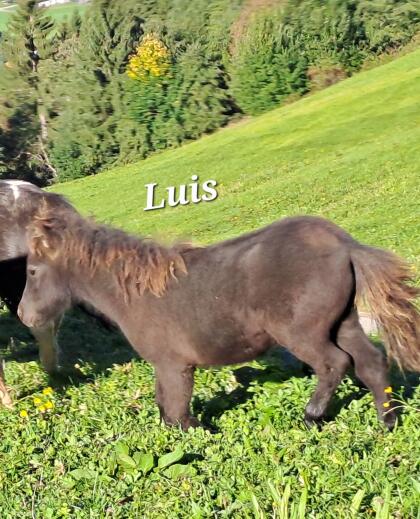 Mini-Shetlandponys
