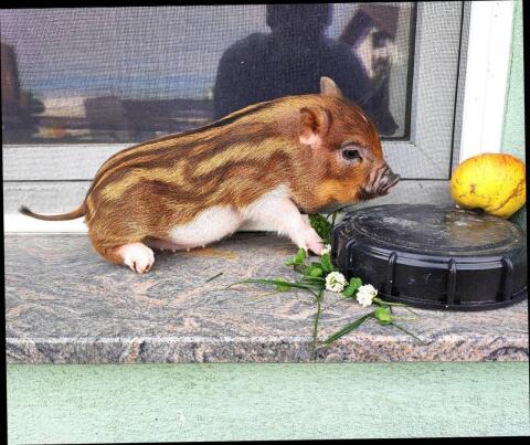 Microschwein, Teacup-Schweine, echte Mini-Schweine