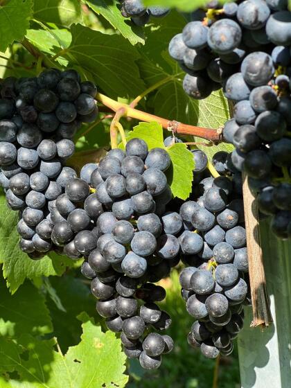Trauben (Blauer Wildbacher)