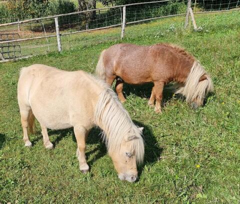 Mini Shetlandpony