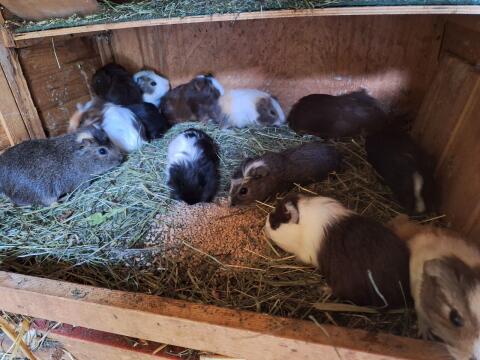 Meerschweinchen