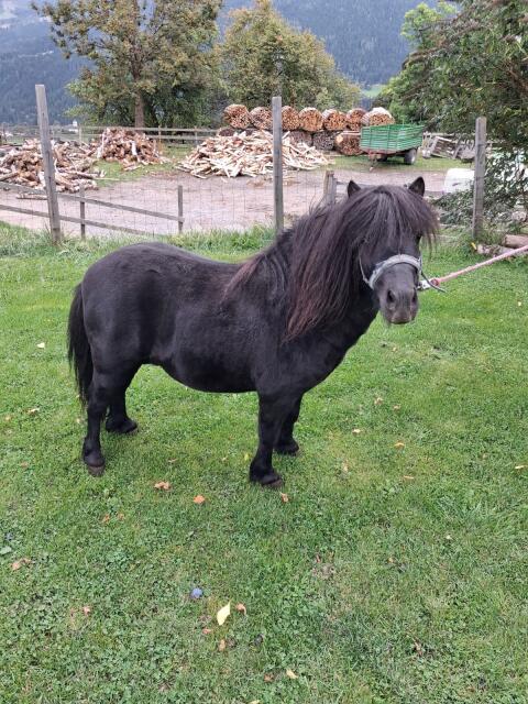 Ponys